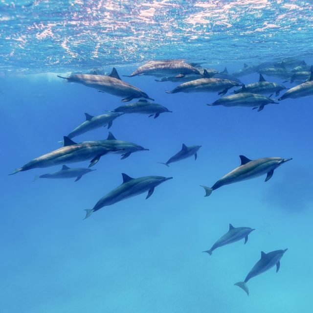 Big Island: Morning Snorkel Sail to Captain Cook's Monument - FAQs