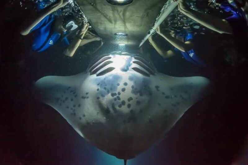 Big Island: Night Swim with Manta Ray with Hot Chocolate - Big Island: Night Swim with Manta Ray with Hot Chocolate — A Deep Dive into an Unforgettable Underwater Adventure