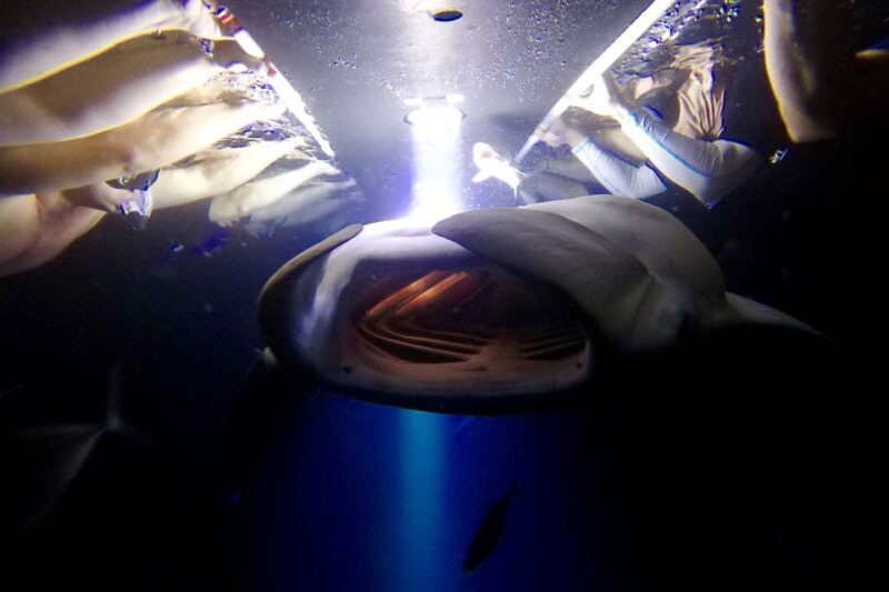 Big Island: Night Swim with Manta Ray with Hot Chocolate - Key Points