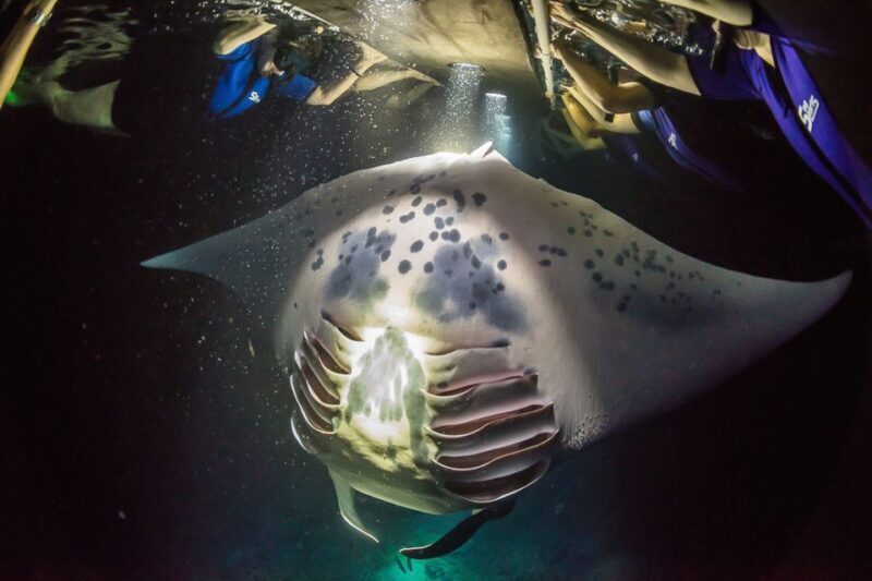 Big Island: Night Swim with Manta Ray with Hot Chocolate - Is it Worth the Price?