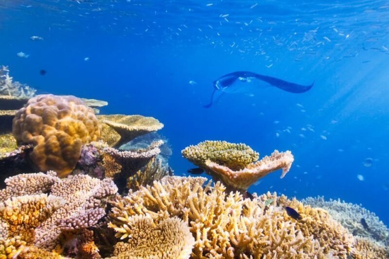 Big Island: Snorkel with Manta Rays - Manta Guarantee - An In-Depth Look at the Manta Ray Snorkel Tour