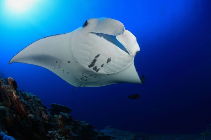 Big Island: Snorkel with Manta Rays - Manta Guarantee - Final Thoughts: Is It Worth It?