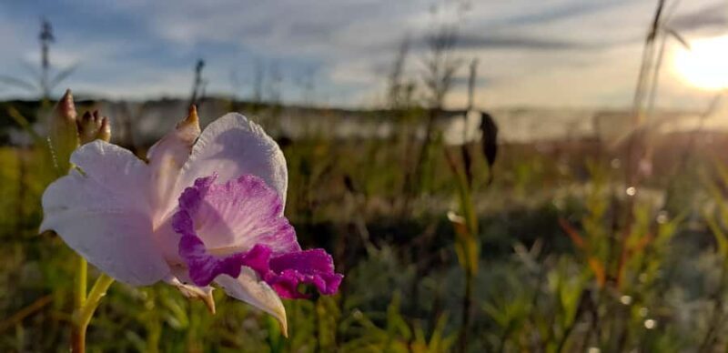 Big Island: Volcanoes National Park Private Tour - Who Is This Tour Best For?