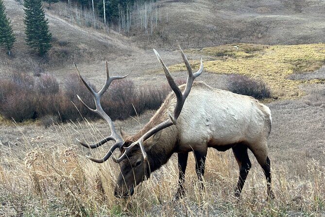 Big Sky Winter Wildlife Safari Lamar Valley Breakfast and Lunch - Introduction