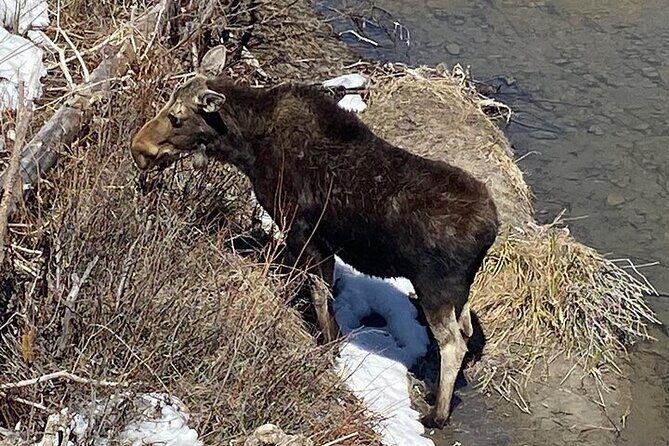Big Sky Winter Wildlife Safari Lamar Valley Breakfast and Lunch - Is This Tour Worth the Price?
