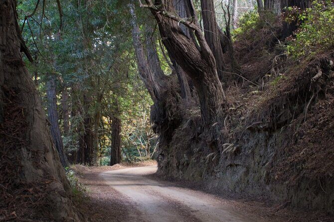 Big Sur Electric Bike Tour Along Old Coast Road - The Full Experience: What to Expect on the Tour