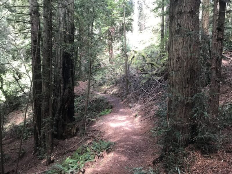 Big Sur: Sightseeing Tour with 4 to 5 Stops - FAQ