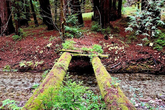 Big Sur's Old Coast Road eBike Tour - An In-Depth Look at the Big Sur Old Coast Road eBike Tour