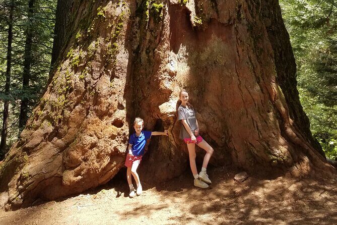 Big Trees Hike & Riverside Cookout Adventure - A Closer Look at the Yosemite Giant Sequoia Experience