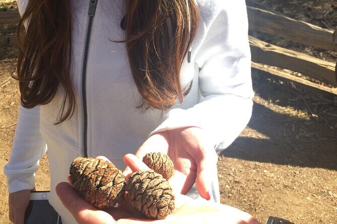 Big Trees Hike & Riverside Cookout Adventure - Frequently Asked Questions