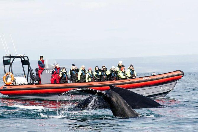 Big Whales & Puffins RIB boat tour from Húsavík - A Closer Look at the Tour Experience