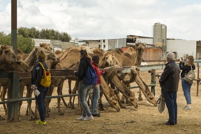 Bikaner Drop with Visit Camel Breeding Centre and Karni Mata Temple From Jodhpur - Key Points