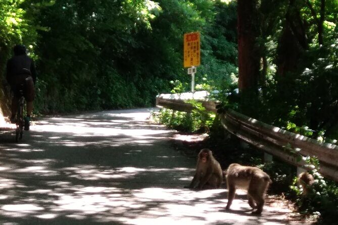Bike Rentals in Nagano to Explore Snow Monkey Park. - Why Rent a Bike in Nagano?