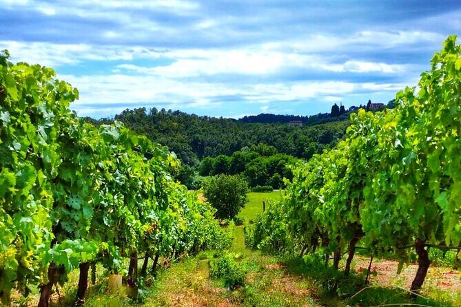 Bike Ride & WIne Tasting - Practical Tips for Your Tour