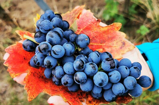 Bike & Wine tour in Dealu Mare wineland - Discover the Charm of Romania’s Dealu Mare on a Bike & Wine Tour