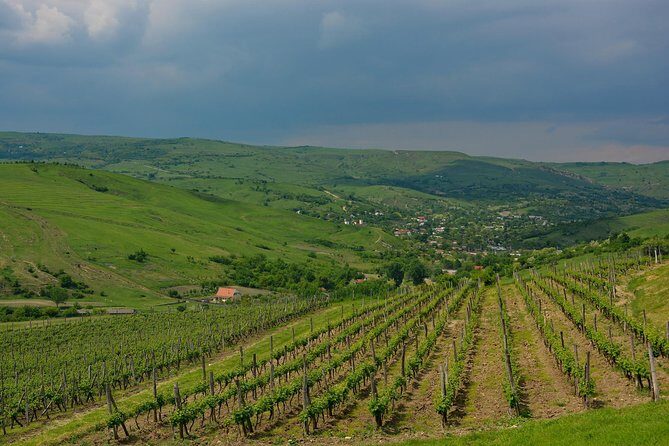 Bike & Wine tour in Dealu Mare wineland - The Sum Up