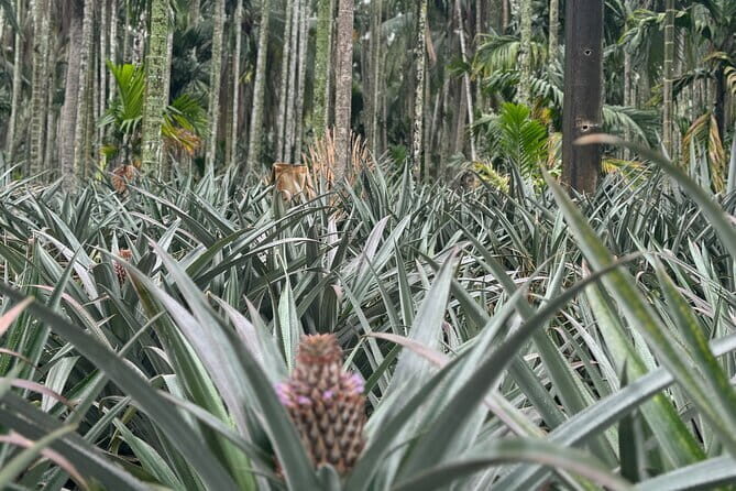 Biking Tour in The Pineapple Villages - An In-Depth Look at the Biking Tour in The Pineapple Villages