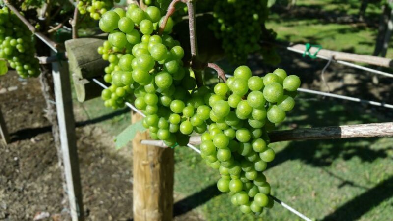 Bilbao: Guided Txacoli Wine Tasting - Practical Details and Considerations