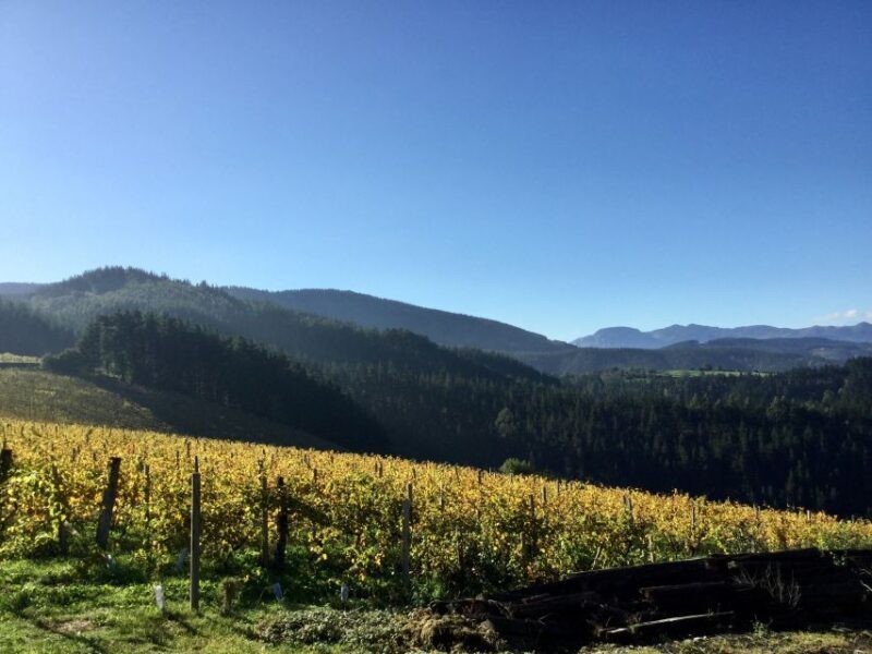 Bilbao Txakoli Wine Tour - Who Would Love This Tour?