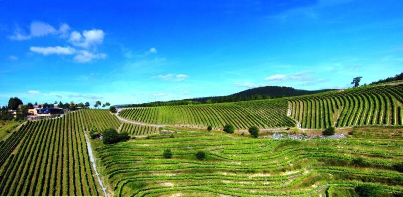 Bilbao Txakoli Wine Tour - FAQs