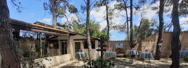 Binissalem: Individual vineyard tour and wine tasting in German - The Itinerary: What to Expect at Every Step