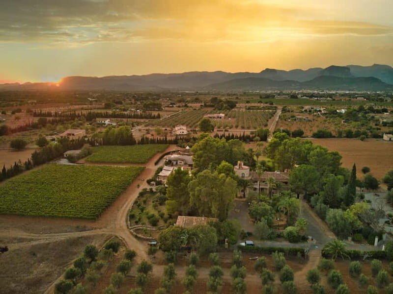 Binissalem: Individual vineyard tour and wine tasting in German - The Experience’s Value