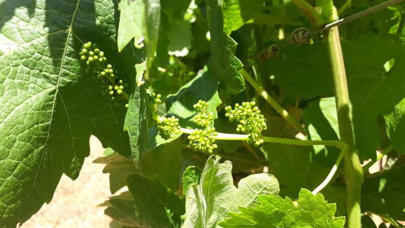 Binissalem: Individual vineyard tour and wine tasting in German - Practical Details & Tips