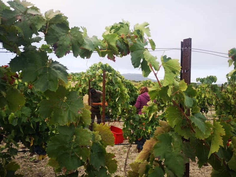 Binissalem: Individual vineyard tour and wine tasting in German - FAQ: Your Questions Answered