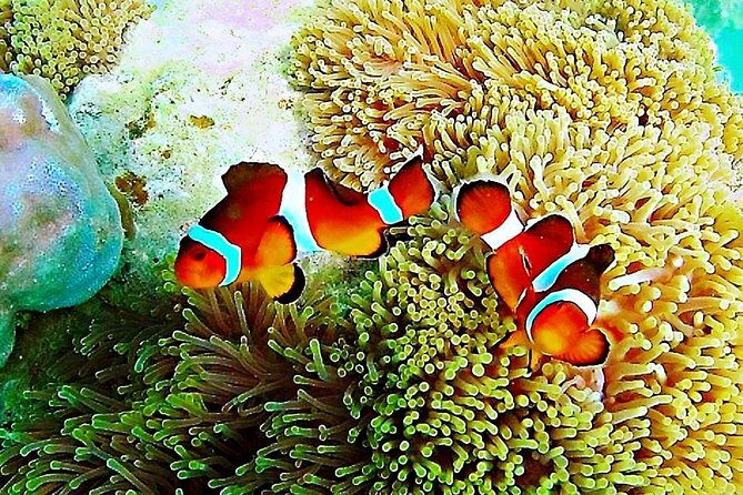 Bintan Snorkeling Tour - Why This Tour Offers Great Value
