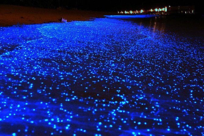 Bio Luminescent Swimming From Krabi - An In-Depth Look at the Tour