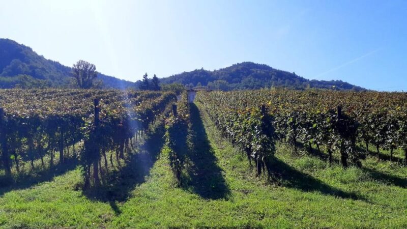 Biodynamics vineyard tour and tasting at Al di là del Fiume - Key Points