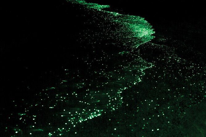 Bioluminescence and Sunset Kayak Tour in the San Juan Islands - Practical Tips for Travelers