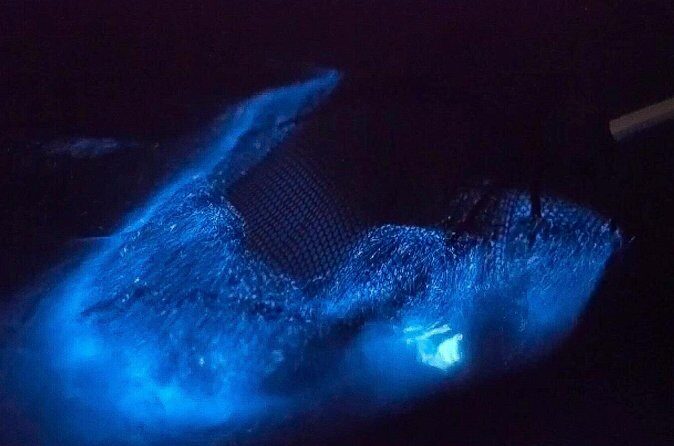 Bioluminescent Comb Jelly Clear Kayaking Tour - A Closer Look at the Tour Experience