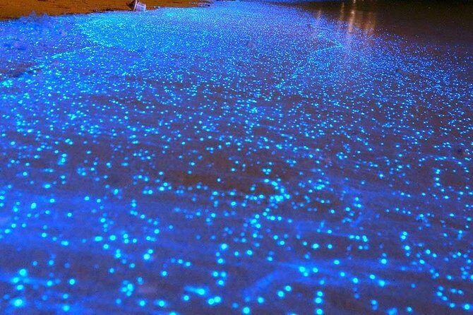 Bioluminescent Night Tour - An In-Depth Look at the Bioluminescent Night Tour