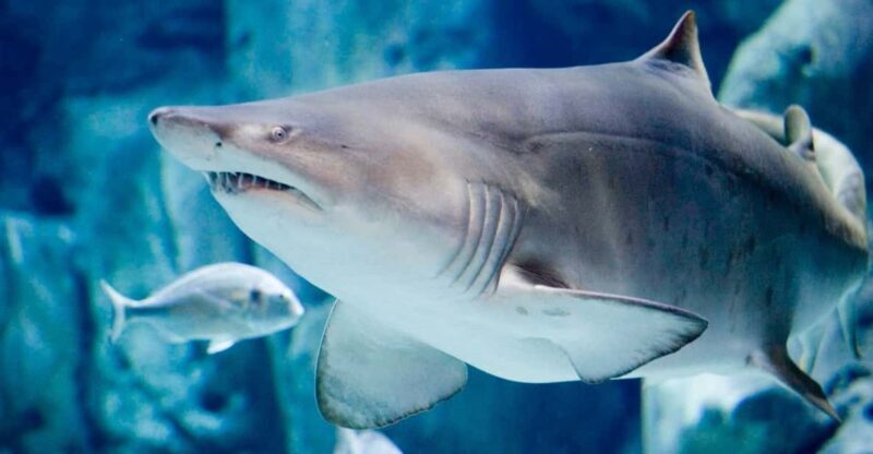 Bioparc Aquarium of Gijon Entry Ticket - An In-Depth Look at the Aquarium Experience