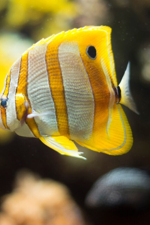 Bioparc Aquarium of Gijon Entry Ticket - Who Should Consider Visiting?