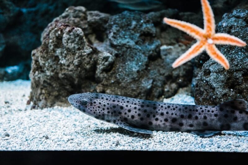 Bioparc Aquarium of Gijon Entry Ticket - FAQs