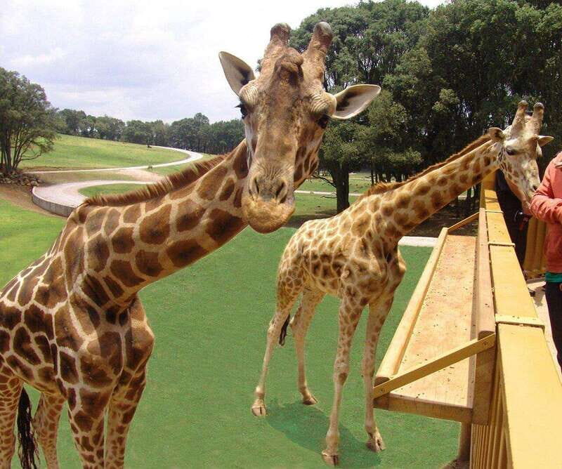 Bioparque Estrella Safari Experience Ticket - Key Points