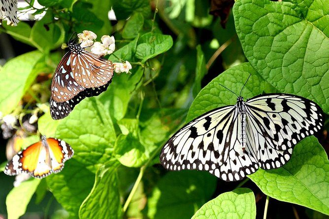 Bird Park & Butterfly Farm Nature Include All Entrance Tour From Kuala Lumpur - Exploring Kuala Lumpur’s Natural Wonders: A Detailed Review of the Bird Park & Butterfly Farm Tour