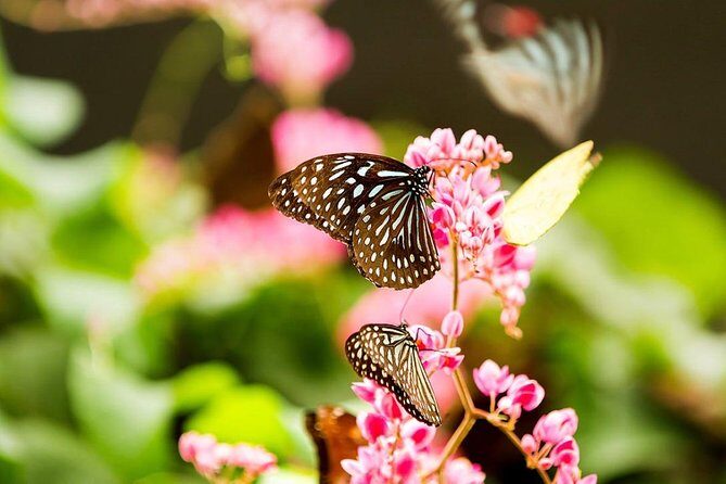 Bird Park & Butterfly Farm Nature Tour From Kuala Lumpur - Final Thoughts