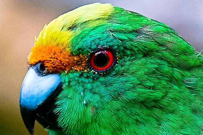 Bird Watching and Dolphin Eco-Tour to Blumine Island - The Full Itinerary Breakdown