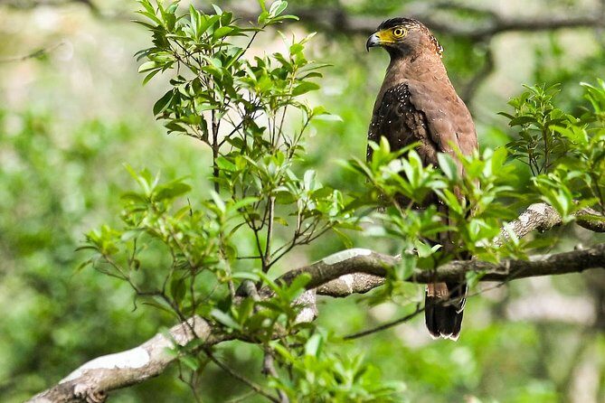 Bird watching and Wildlife Tour (6 Days) - Key Points