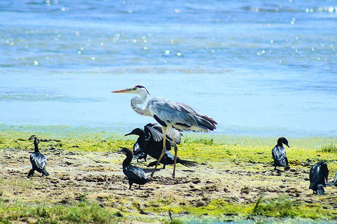 Bird watching and Wildlife Tour (6 Days) - The Value of Guided Safaris and Birdwatching