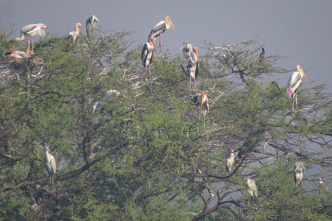 Bird Watching at Nandur Madhyameshwar Wildlife Sanctuary Nashik - An Introduction to the Experience
