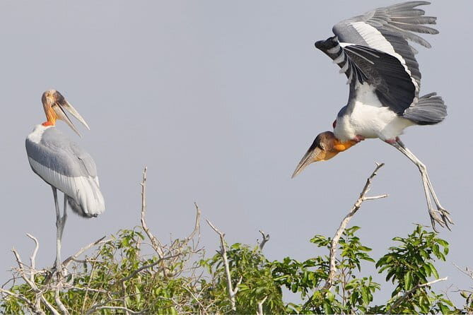 Bird Watching at Tonle Saps Inundated Forest - Bird Watching at Tonle Saps Inundated Forest: An Authentic Encounter with Cambodia’s Waterbirds and Floating Villages