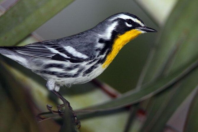 Bird watching ecofriendly tour from Cancun & Riviera Maya - Exploring the Yucatán’s Birdlife: What to Expect