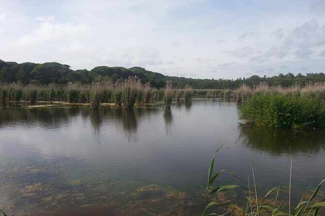 Bird Watching in Albufeira Lagoon - An In-Depth Look at the Bird Watching Experience in Albufeira Lagoon