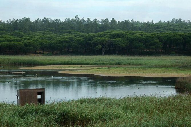 Bird Watching in Albufeira Lagoon - Final Thoughts: Is This Tour for You?