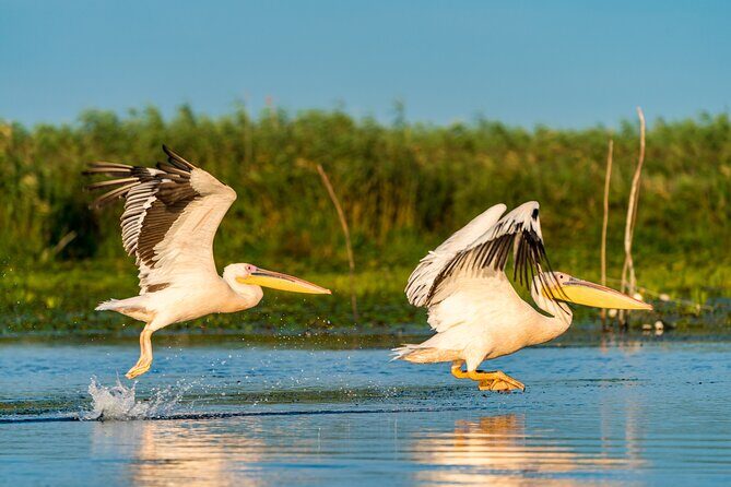 Bird watching in Danube Delta - Private day tour from Bucharest - The Allure of the Danube Delta