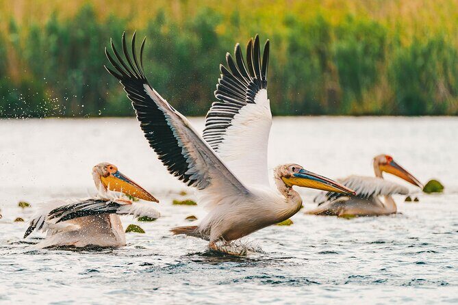 Bird watching in Danube Delta - Private day tour from Bucharest - Who Will Love This Tour?